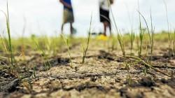 Plagas agrícolas exigen más prevención e innovación tecnológica