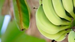 Plátano y banano en peligro: Nematodos fitoparásitos amenazan la producción global