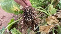 ¿Podemos confundir a los nematodos antes de que encuentren la raíz? Estrategias defensivas en la rizósfera