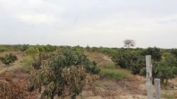 Por falta de riego, se empiezan a perder plantaciones de frutales en el valle de San Lorenzo