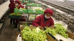 Por primera vez en mucho tiempo, la industria verá un cambio de Chile a Perú como el jugador de uva dominante a nivel mundial