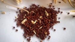 Por primera vez: Perú exportó semillas de coliflor a la india