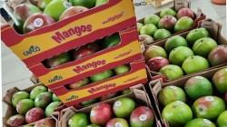 “Precios que solicitan productores de mango no se ajustarían a la realidad del mercado internacional”