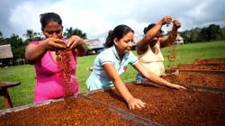 Presentan plan de desarrollo para acelerar la innovación y competitividad de Madre de Dios