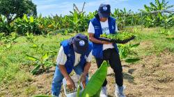 Priorizan acciones para evaluar variedades de Banano frente al Foc R4T