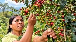 Producción de café creció 8% en julio de 2026