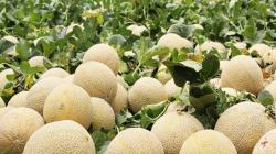 Producción mundial de melón alcanzó los 28.467.92 millones de kilos, batiendo récord histórico