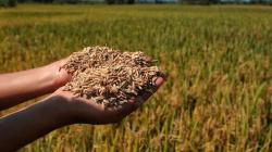 Producción nacional de arroz alcanzó las 195.357 toneladas en enero de 2026