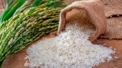 Producción nacional de arroz cáscara aumentó 39.2% en abril de este año