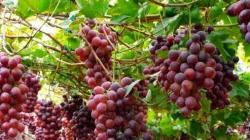 Producción nacional de uva crece +128.8% en volumen en septiembre de 2023
