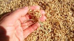 Producción peruana de arroz cáscara cayó 45.6% en junio de 2026