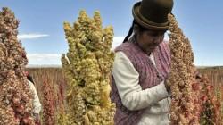 Producción peruana de quinua cayó -38.6% en 2023