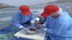 Produce exhorta a acuicultores cumplir la normativa para mantener clasificación sanitaria de las áreas de producción de moluscos bivalvos