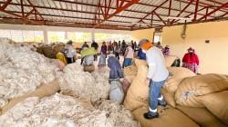 Productores de Apurímac comercializan 147 mil libras de fibra de alpaca a Inca Tops