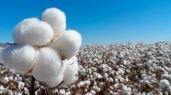 Productores de Lambayeque inician comercialización directa de algodón extralargo