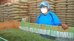 Productores de Tacna comercializan más de 11 toneladas de orégano deshidratado