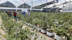 Productores ecuatorianos de arándanos inician proceso para abrir el mercado de China