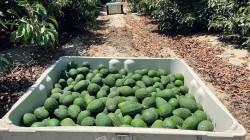 ProHass ajustó volumen de exportación de palta Hass para este año