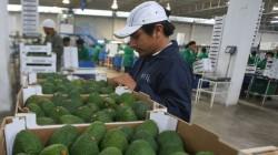 ProHass: Perú exportará 23.895 contenedores de palta Hass al cierre de 2024, lo que significa una disminución de 9.41% respecto al año previo