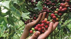 Pronostican incremento de 12% en cosecha de café peruano, alentada por mejor fertilización de fincas