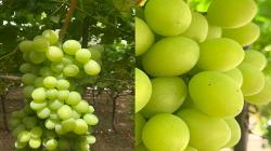 PROVID: En la próxima campaña, la uva Sweet Globe sería la variedad más exportada de Perú
