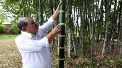 Provraem producirá un millón de plantones de bambú en Ayacucho, Junín y Cusco en beneficio de 2.412 pobladores
