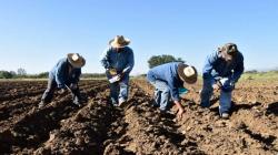Proyecciones de siembras para la campaña agrícola 2025/2026, experimentarían alza de 5,4%