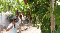 Puerto de Chancay es oportunidad para instalar plantas de irradación de alimentos