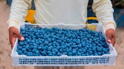 Puerto de Paita exportó más de 22.000 TEU de arándanos en 2025