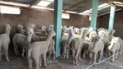 Puno: Agro Rural instaló 139 cobertizos en 5 provincias para protección del ganado