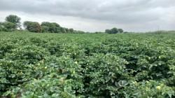 Región Piura culminó Campaña Agrícola 2025–2026 con 272.074 hectáreas instaladas