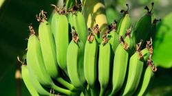 Rusia impone sanción a la importación de bananas de Ecuador