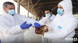 Sacrifican 23.000 aves en La Libertad para contener propagación de influenza aviar