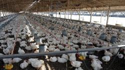 Sacrifican aves de corral en Huacho y Chiclayo para evitar más contagios por gripe aviar