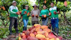 San Martín: 1.906 familias mejoran la calidad del cacao a través de la poscosecha