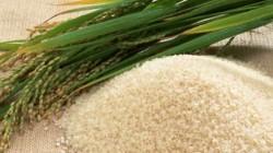 San Martín: Productor vende al Estado S/ 1.7 M en arroz y cuadruplica valor de su cosecha