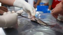 Sanipes fortalece capacidades de acuicultores para mitigar la presencia del Streptococcus agalactiae en el cultivo de tilapia