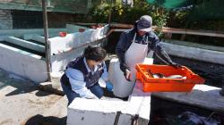 Sanipes fortalece planes de emergencia ante cualquier ingreso de enfermedad que afecte la acuicultura peruana