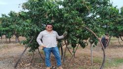 Se estiman unos volúmenes de mango de Perú sustancialmente menores por el calor