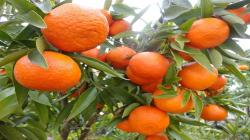 Se ve menos producción de mandarina tempranera en el hemisferio sur este año