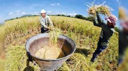 Sector agropecuario creció 1.2% en primer mes del 2021