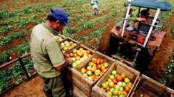 Sector agropecuario creció 2.4% en el primer bimestre de 2026
