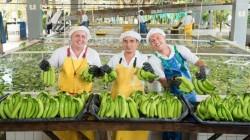 Sector bananero colombiano cierra la campaña 2024 en positivo