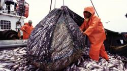 Sector pesca creció 158.40% en abril de este año