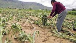 Seguro Agrario Catastrófico indemnizó con S/ 2.034.515 a 2.552 productores agrícolas de Junín afectados por fenómeno climáticos