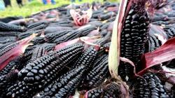Seis regiones ya cultivan novedoso maíz morado INIA 601 de gran beneficio para la salud