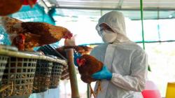 Senasa aplica medidas inmediatas para contener brote de influenza aviar en La Libertad