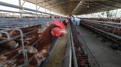 Senasa aprueba nuevas medidas sanitarias para prevenir diseminación de la influenza aviar