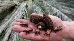 Senasa declara alerta fitosanitaria nacional por riesgo de ingreso del picudo rojo de las palmeras