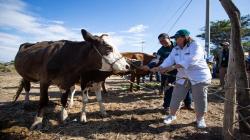 Senasa desarrolla jornada sanitaria en beneficio de ganadería familiar de Lambayeque